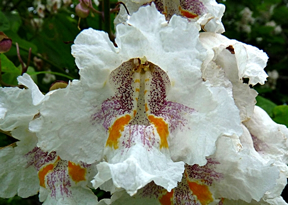 {Catalpa bignonioides}